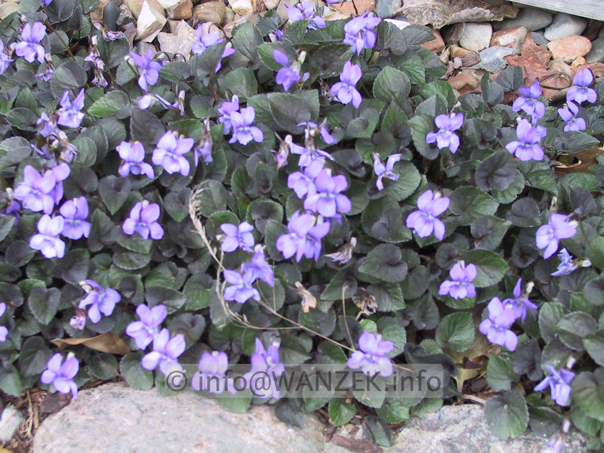 Viola labradorica 02.JPG